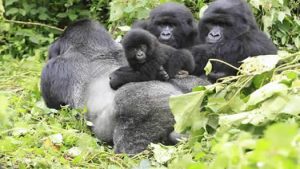 1 Day Gorilla Trekking Buhoma