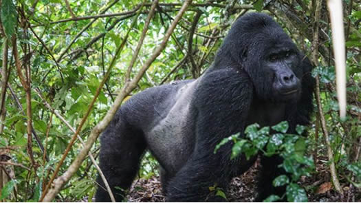 3 Days Buhoma Gorilla Trekking