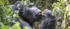 3 Days Buhoma Gorilla Trekking from Kigali