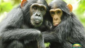 4 Days Buhoma Gorillas & Chimp Tracking