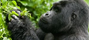 4 Days Double Gorilla Trek Buhoma