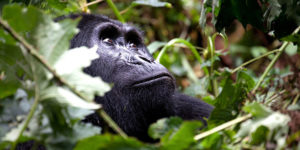 Buhoma Sector Gorilla Trekking Tips