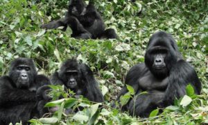 Gorilla groups in Buhoma sector