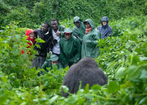 Gorilla trekking in Buhoma sector