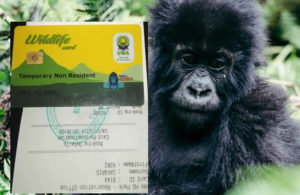 Gorilla trekking permits For Buhoma Sector